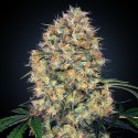 Caramellow Kush Auto 3Uds. -Sensi Seeds-