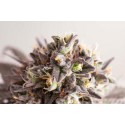 Monkey Grease - Kannabia Seeds