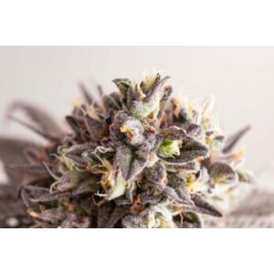 Gelato-K  - Kannabia Seeds
