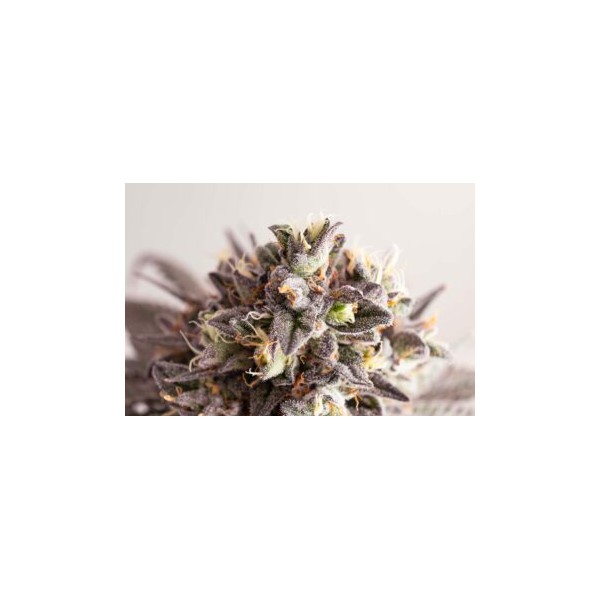 Gelato-K  - Kannabia Seeds