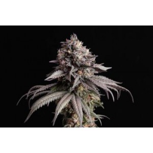 Gelato-K  - Kannabia Seeds