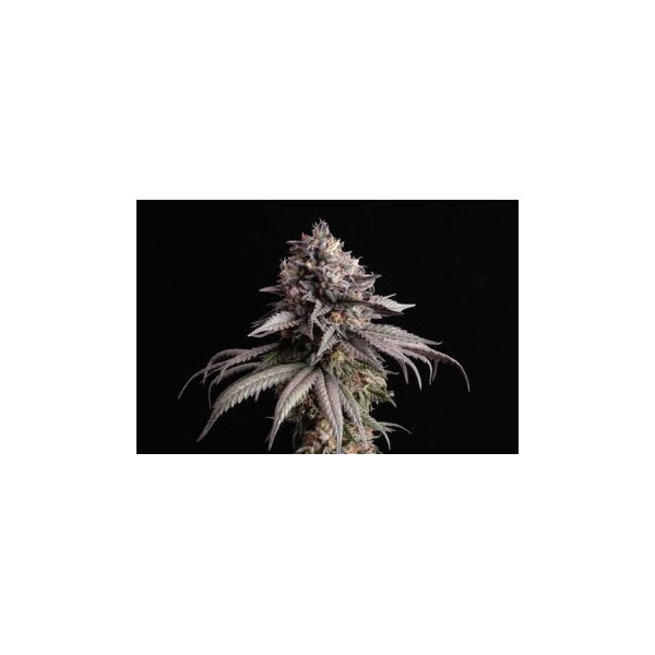 Gelato-K  - Kannabia Seeds