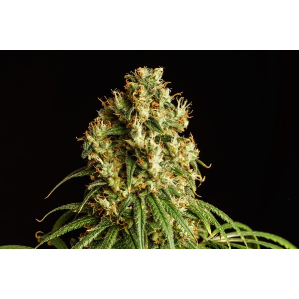 Mimosa Dream - Kannabia Seeds