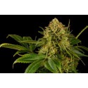 Gelato-K  - Kannabia Seeds