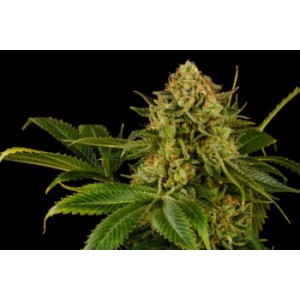 Monkey Grease - Kannabia Seeds