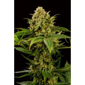 Monkey Grease - Kannabia Seeds