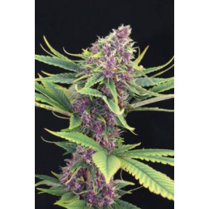 Purple Kush - Kannabia Seeds