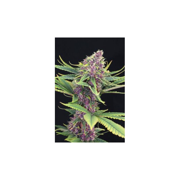 Purple Kush - Kannabia Seeds