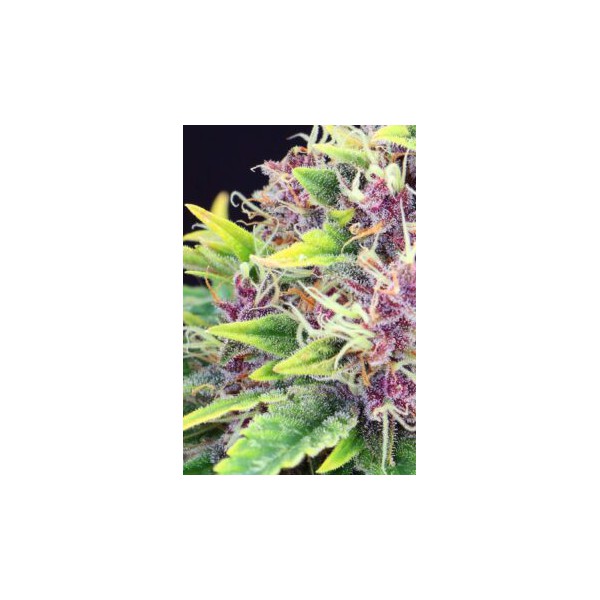 Purple Kush - Kannabia Seeds
