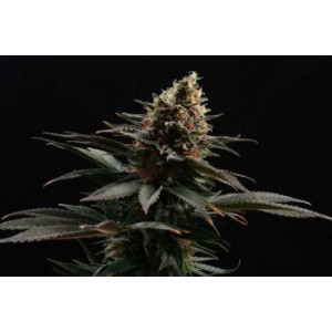 Sativa Dream - Kannabia Seeds