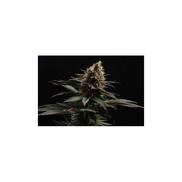 Sativa Dream - Kannabia Seeds