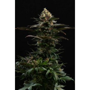 Sativa Dream - Kannabia Seeds