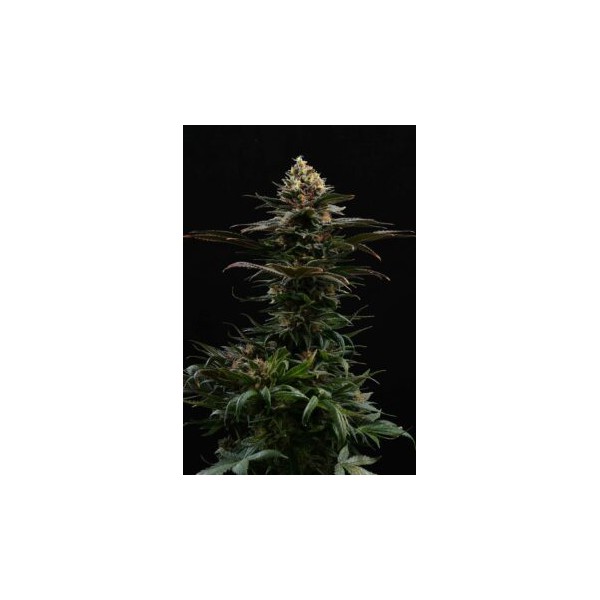 Sativa Dream Kannabia Seeds