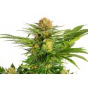 Sativa Dream - Kannabia Seeds