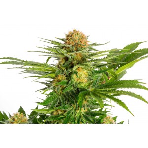 White Domina - Kannabia Seeds