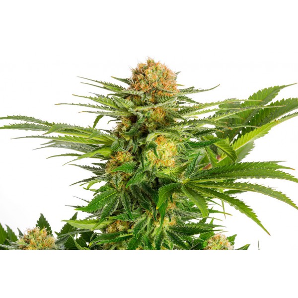 White Domina - Kannabia Seeds