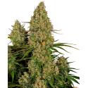 Auto Sensi Amnesia XXL - Sensi Seeds