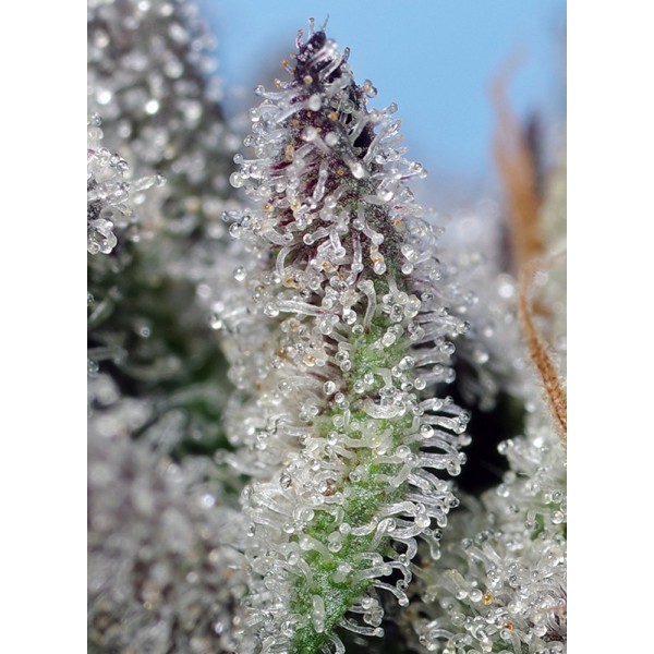 Auto Orange Apricot Glue XL - Sweet Seeds
