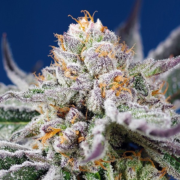 Auto Orange Apricot Glue XL - Sweet Seeds