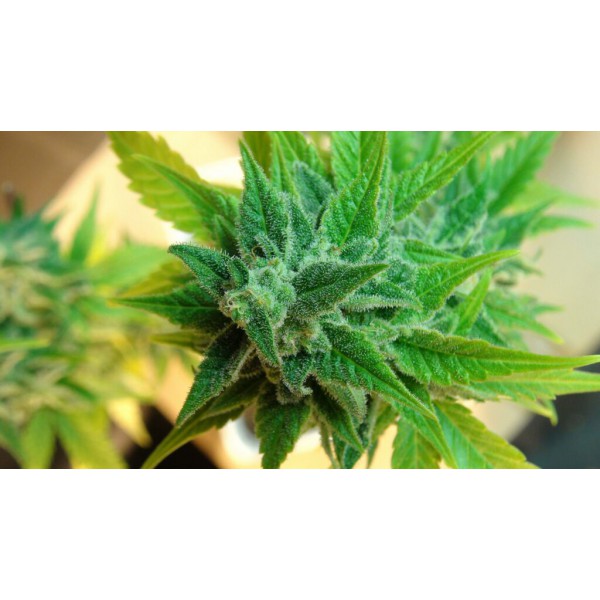 Afrodite - Kannabia Seeds