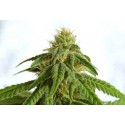 White Domina - Kannabia Seeds