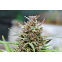 Auto Lemon Haze Kannabia Seeds