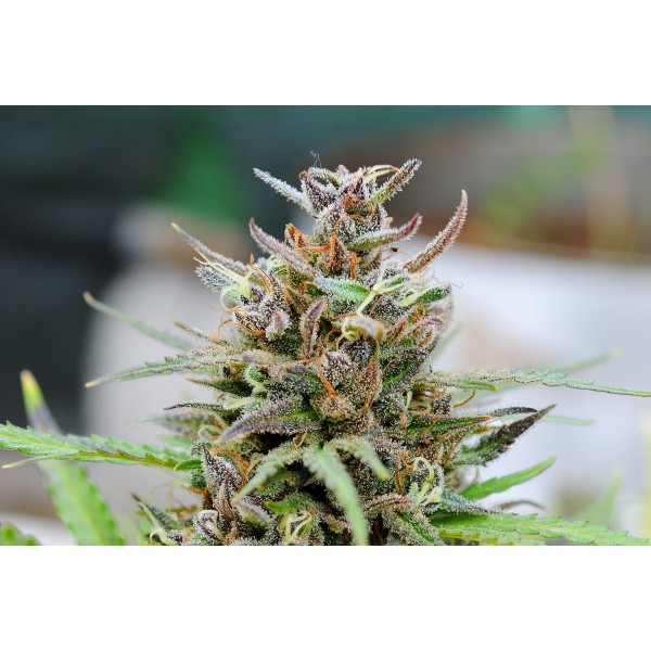 Auto Baby Boom - Kannabia Seeds