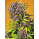 Auto Studio 54 Stardust - Sweet Seeds