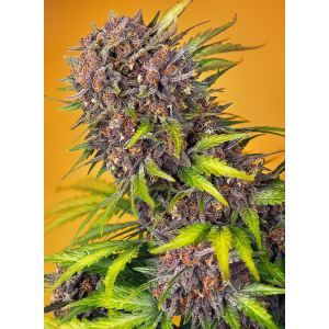 Auto Diablo Rojo XL - Sweet Seeds