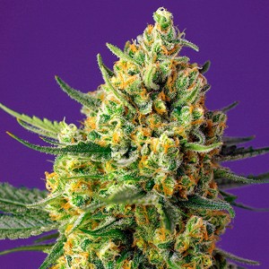 Auto Crystal Candy XL - Sweet Seeds