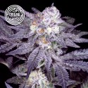 Original Sunset Sherbert 3 u. fem Enigma Genetics