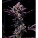 Oreoz - Gea Seeds