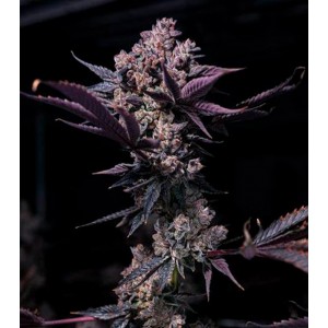 Black Cookie - Gea Seeds