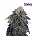 Tropicana Berry - Gea Seeds