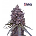 Obama Runtz - Gea Seeds