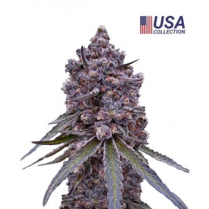 Tropicana Berry - Gea Seeds