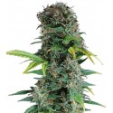 Auto M8 - Gea Seeds