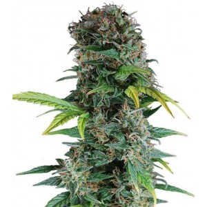 Auto Somango - Gea Seeds