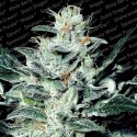 Nebula - Paradise Seeds