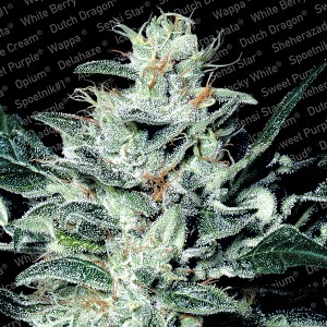 Sensi Star - Paradise Seeds