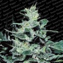Sensi Star - Paradise Seeds