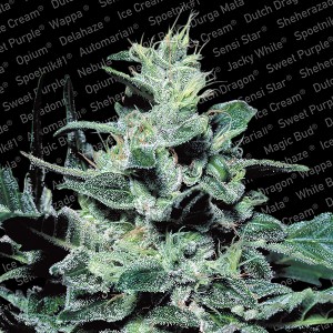 Nebula - Paradise Seeds