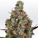 Nebula - Paradise Seeds