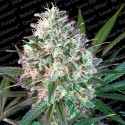 Rainbow Road - Paradise Seeds
