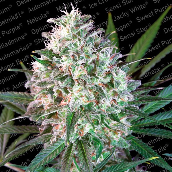 copy of Rainbow Road - Paradise Seeds