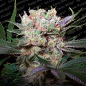 Candy Breath - Paradise Seeds