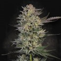 Californian Gold - Paradise Seeds