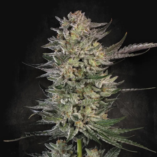 Candy Breath - Paradise Seeds