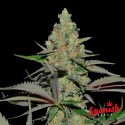 copy of White Widow x Critical - Spanish Seeds