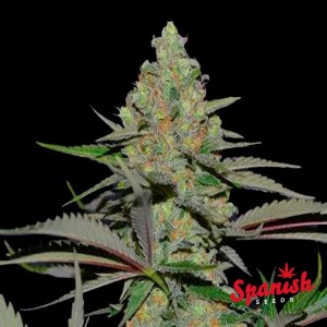 White Widow x Critical - Spanish Seeds